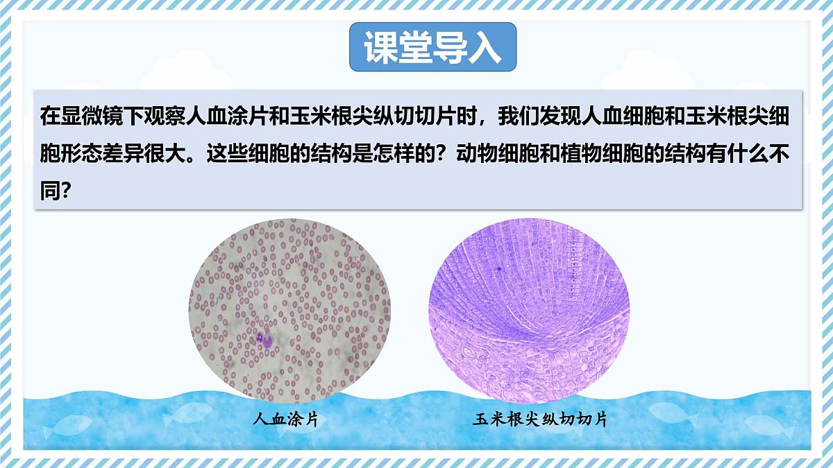 1.1.3细胞的结构（教学课件）——初中生物学冀少版（2024）七年级上册第3页