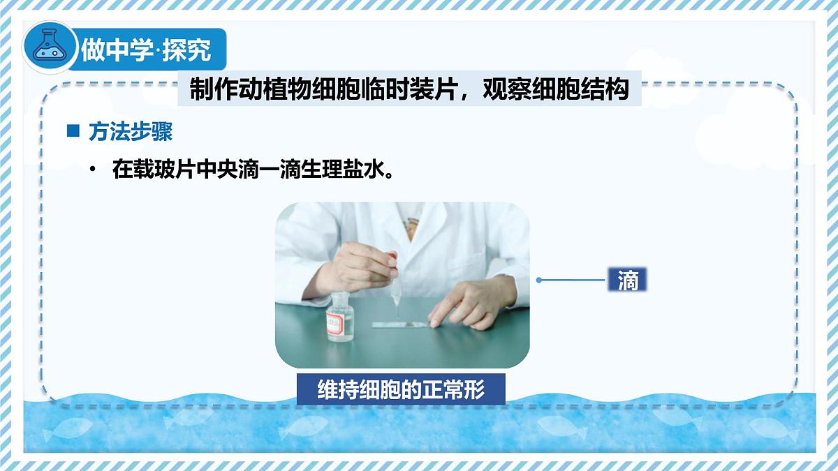 1.1.3细胞的结构（教学课件）——初中生物学冀少版（2024）七年级上册第6页