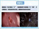 1.1.4細(xì)胞的生命活動（教學(xué)課件）——初中生物學(xué)冀少版（2024）七年級上冊