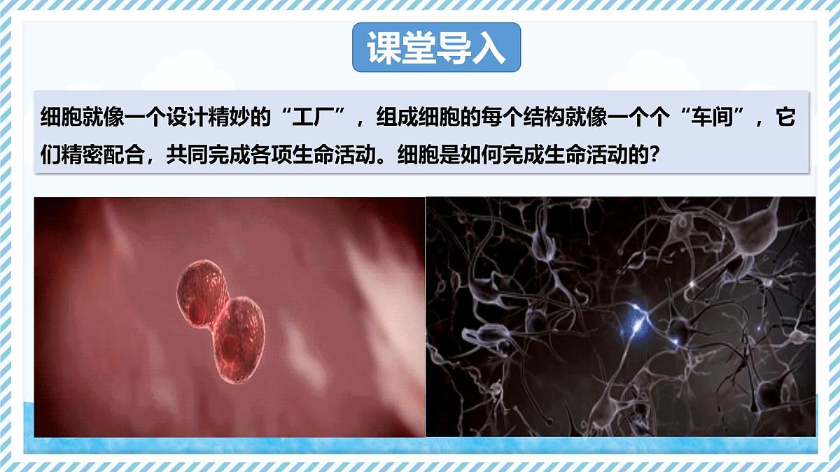 1.1.4细胞的生命活动（教学课件）——初中生物学冀少版（2024）七年级上册第3页