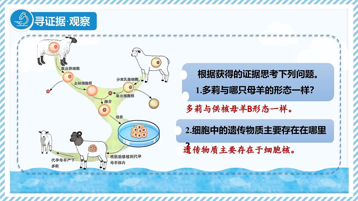 1.1.4细胞的生命活动（教学课件）——初中生物学冀少版（2024）七年级上册第4页