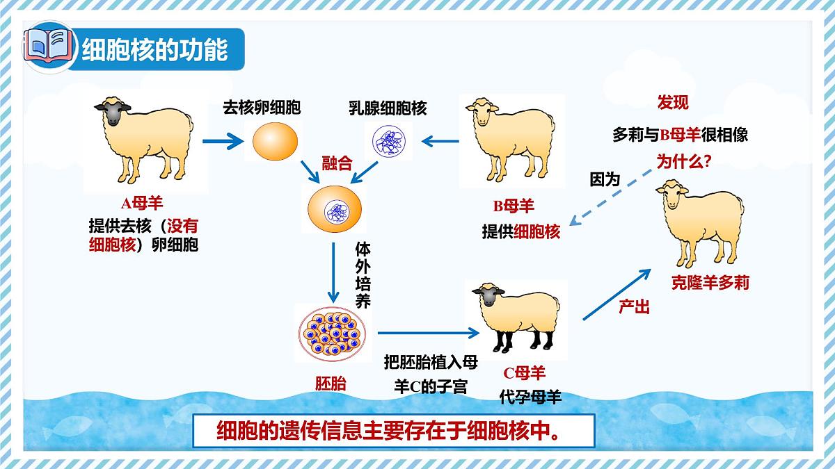 1.1.4细胞的生命活动（教学课件）——初中生物学冀少版（2024）七年级上册第6页