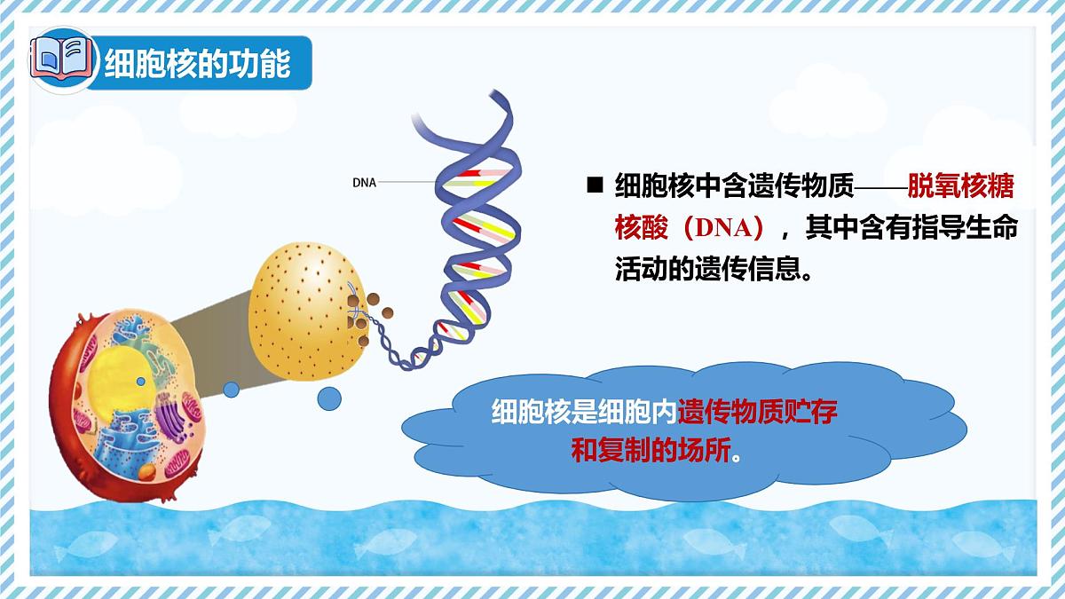 1.1.4细胞的生命活动（教学课件）——初中生物学冀少版（2024）七年级上册第7页