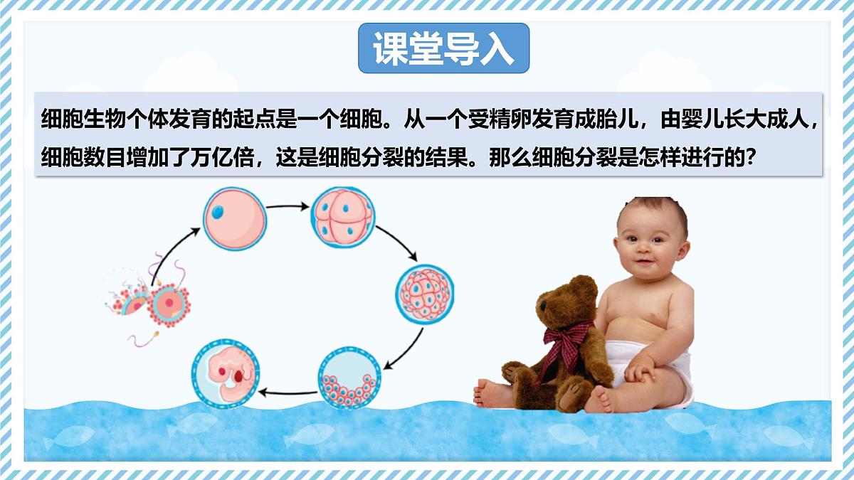1.2.1细胞的分裂（教学课件）——初中生物学冀少版（2024）七年级上册第3页