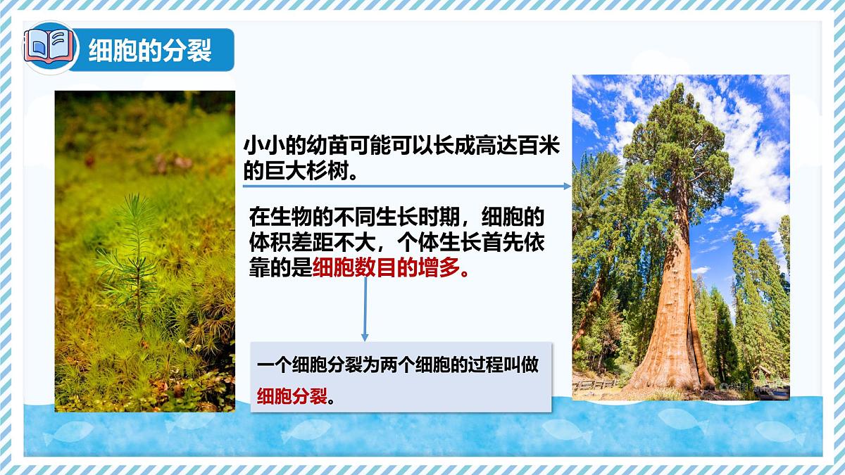1.2.1细胞的分裂（教学课件）——初中生物学冀少版（2024）七年级上册第4页