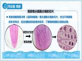 1.2.1細(xì)胞的分裂（教學(xué)課件）——初中生物學(xué)冀少版（2024）七年級上冊