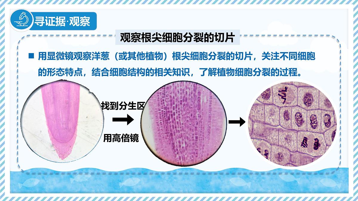 1.2.1细胞的分裂（教学课件）——初中生物学冀少版（2024）七年级上册第5页