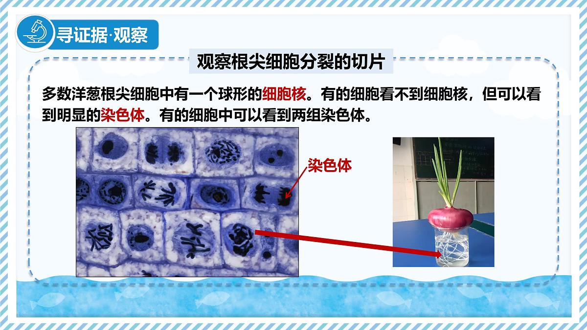 1.2.1细胞的分裂（教学课件）——初中生物学冀少版（2024）七年级上册第6页