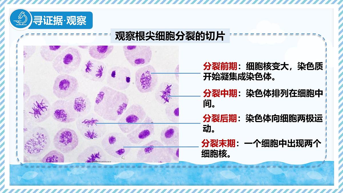 1.2.1细胞的分裂（教学课件）——初中生物学冀少版（2024）七年级上册第7页