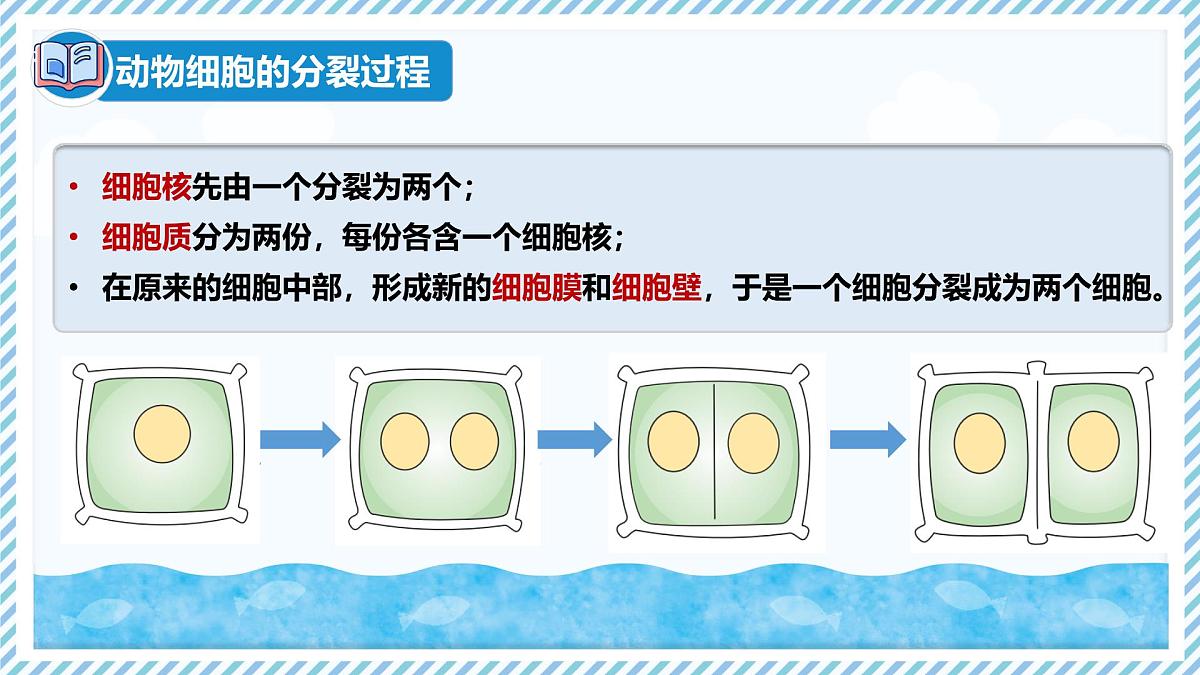 1.2.1细胞的分裂（教学课件）——初中生物学冀少版（2024）七年级上册第8页