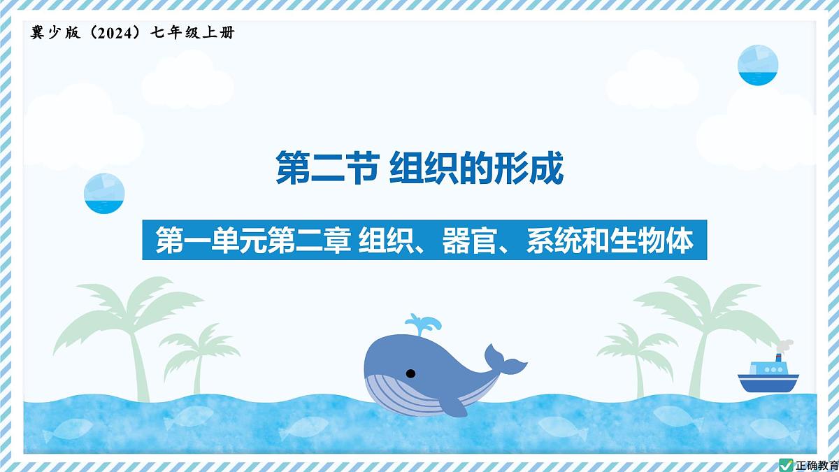 1.2.2组织的形成（教学课件）——初中生物学冀少版（2024）七年级上册第1页