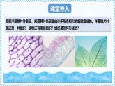 1.2.2組織的形成（教學(xué)課件）——初中生物學(xué)冀少版（2024）七年級上冊