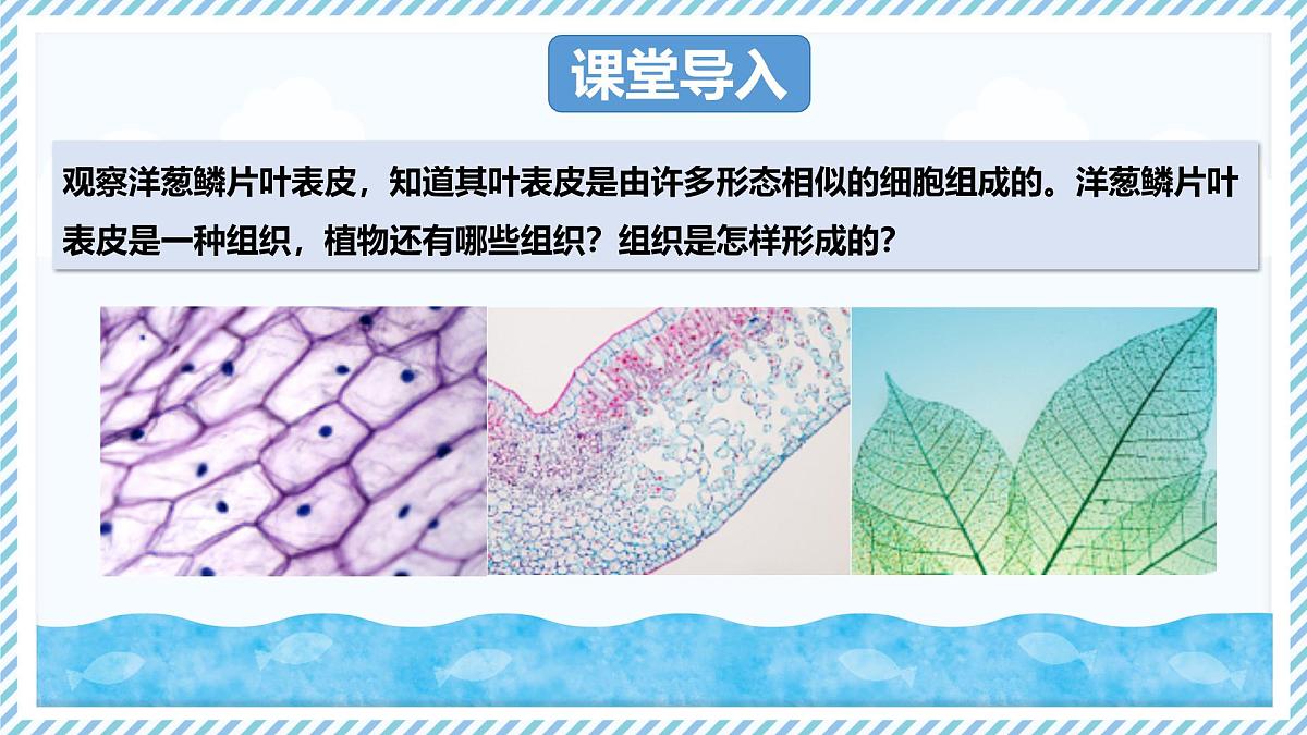 1.2.2组织的形成（教学课件）——初中生物学冀少版（2024）七年级上册第3页