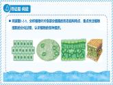 1.2.2組織的形成（教學(xué)課件）——初中生物學(xué)冀少版（2024）七年級上冊