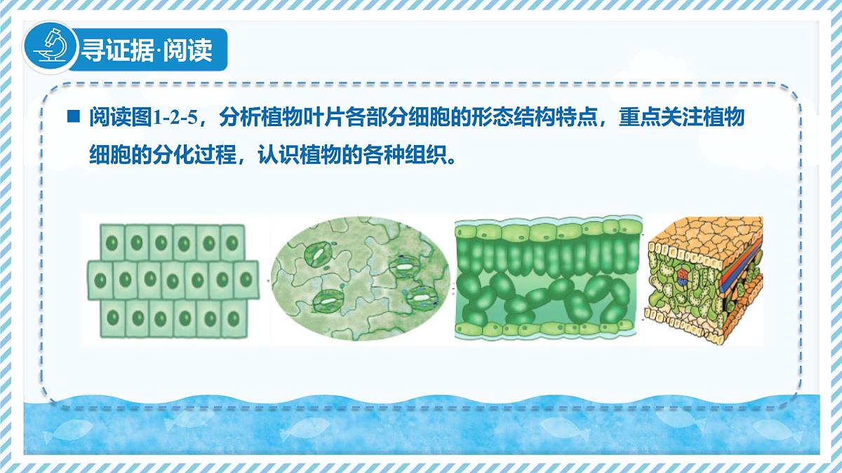 1.2.2组织的形成（教学课件）——初中生物学冀少版（2024）七年级上册第4页