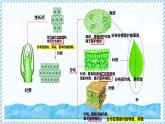 1.2.2組織的形成（教學(xué)課件）——初中生物學(xué)冀少版（2024）七年級上冊