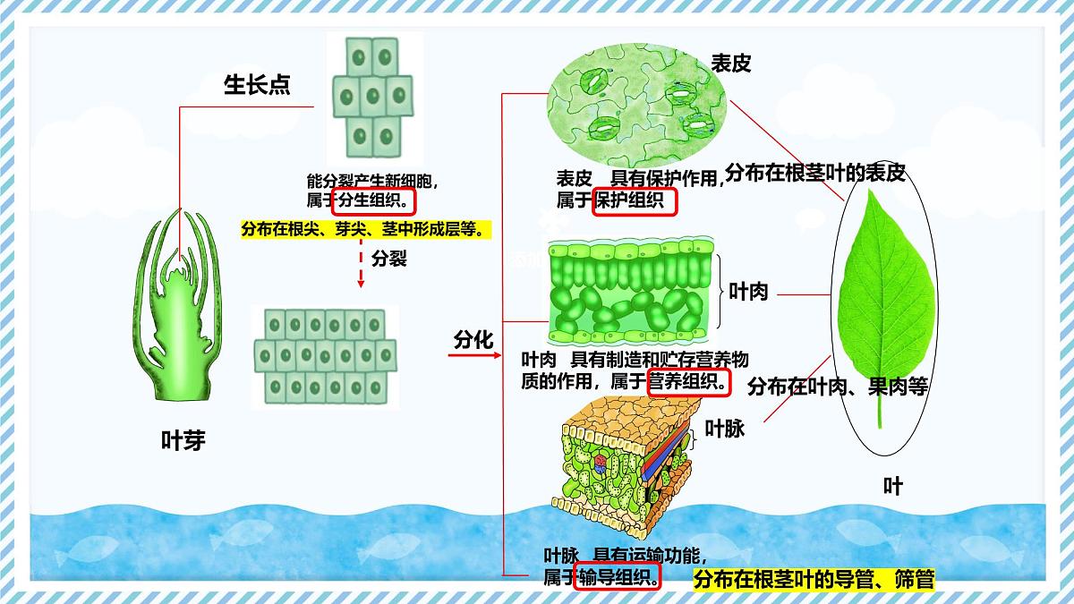 1.2.2组织的形成（教学课件）——初中生物学冀少版（2024）七年级上册第5页