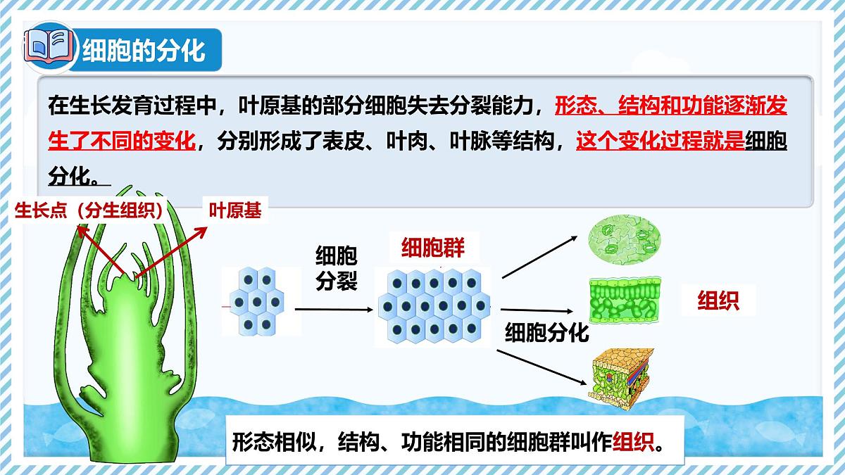 1.2.2组织的形成（教学课件）——初中生物学冀少版（2024）七年级上册第6页
