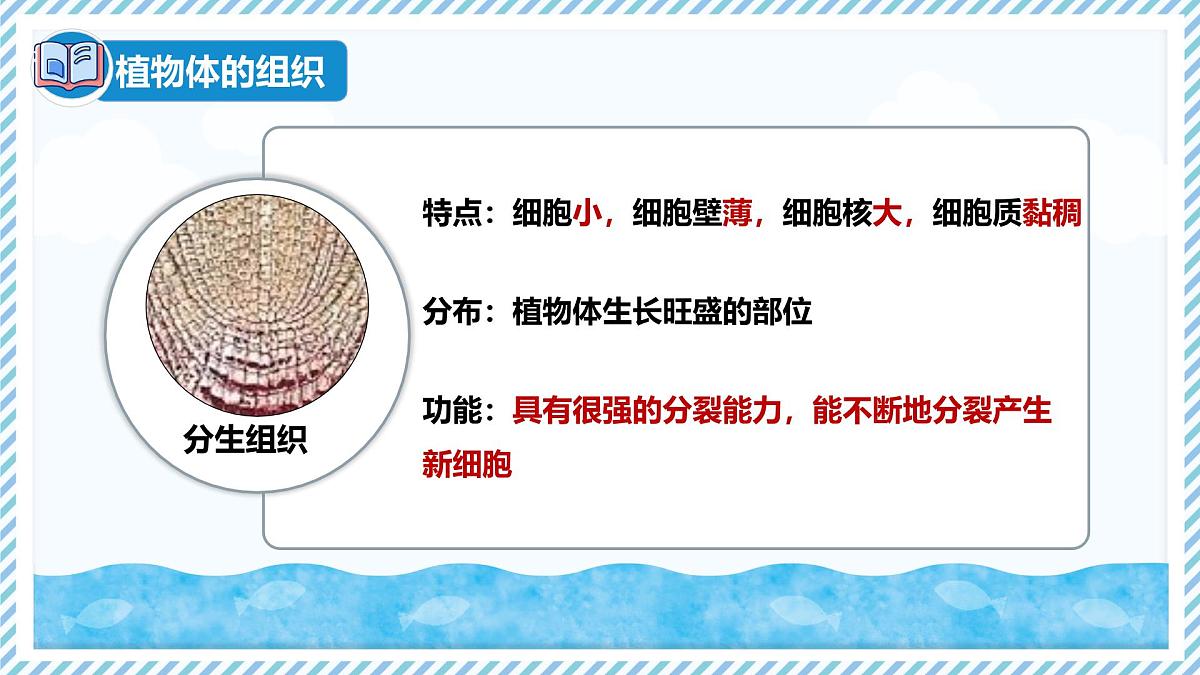 1.2.2组织的形成（教学课件）——初中生物学冀少版（2024）七年级上册第8页