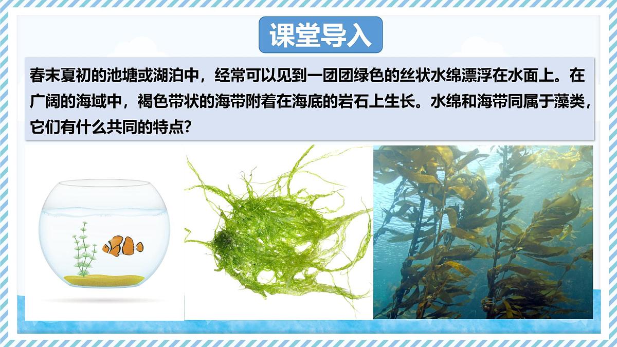 2.1.1藻类（教学课件）——初中生物学冀少版（2024）七年级上册第3页
