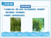 2.1.1藻類（教學(xué)課件）——初中生物學(xué)冀少版（2024）七年級上冊