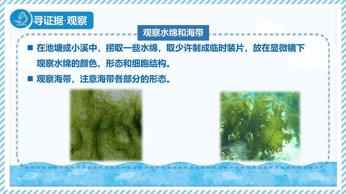 2.1.1藻类（教学课件）——初中生物学冀少版（2024）七年级上册第4页