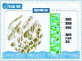 2.1.1藻類（教學(xué)課件）——初中生物學(xué)冀少版（2024）七年級上冊