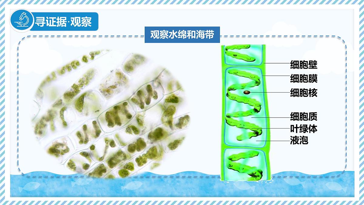 2.1.1藻类（教学课件）——初中生物学冀少版（2024）七年级上册第5页
