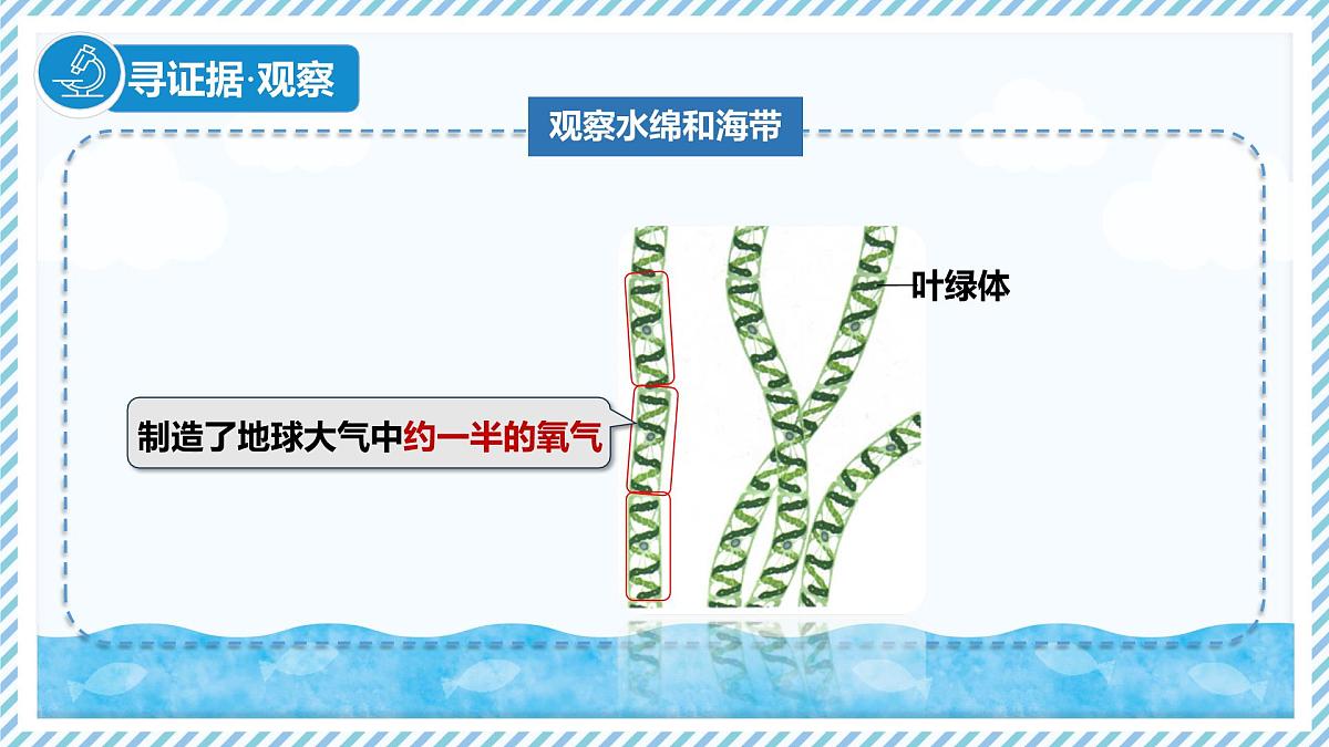2.1.1藻类（教学课件）——初中生物学冀少版（2024）七年级上册第6页