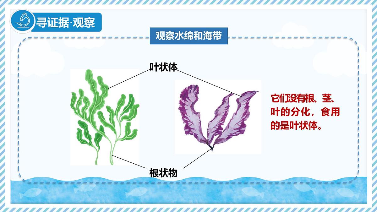 2.1.1藻类（教学课件）——初中生物学冀少版（2024）七年级上册第7页