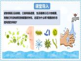 2.2.2細菌-第1課時（教學(xué)課件）——初中生物學(xué)冀少版（2024）七年級上冊