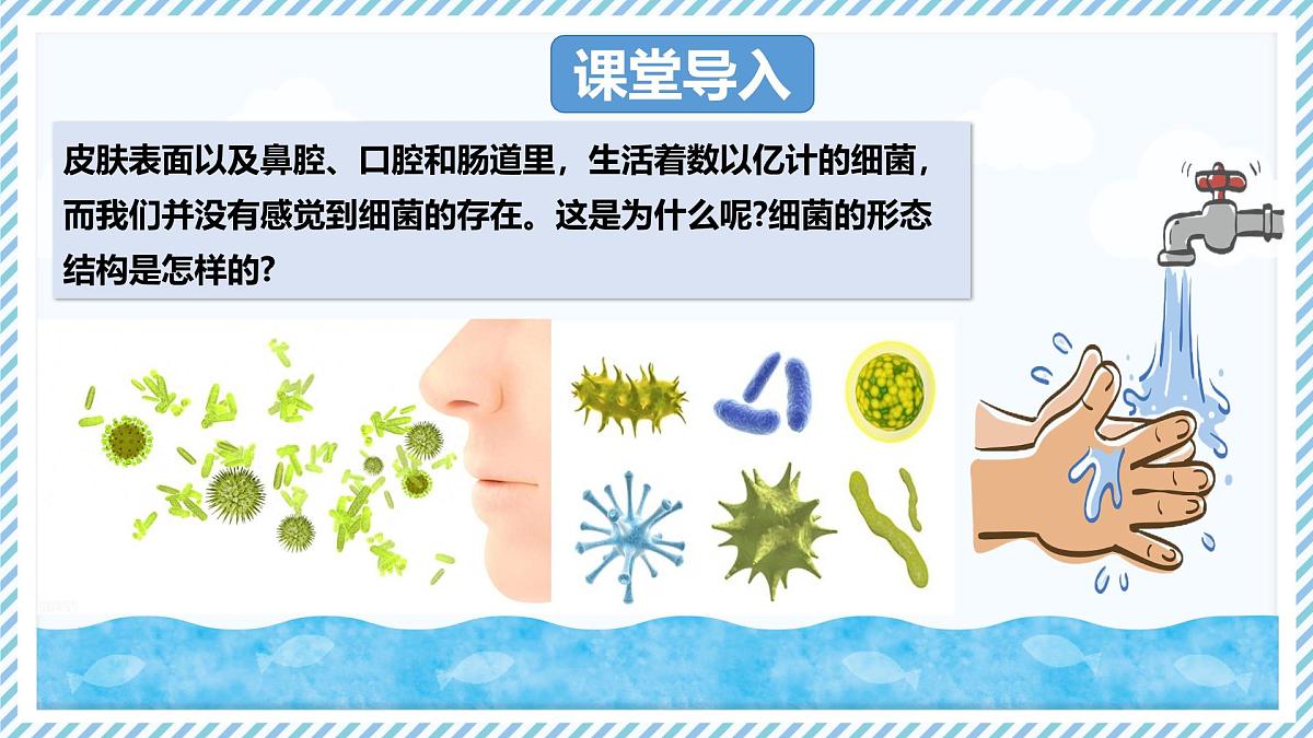 2.2.2细菌-第1课时（教学课件）——初中生物学冀少版（2024）七年级上册第3页