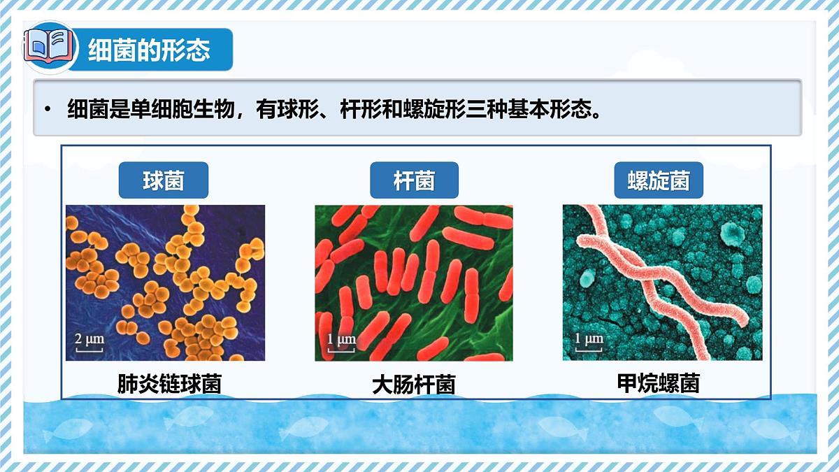 2.2.2细菌-第1课时（教学课件）——初中生物学冀少版（2024）七年级上册第5页