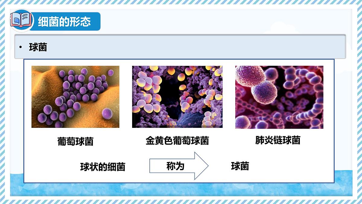 2.2.2细菌-第1课时（教学课件）——初中生物学冀少版（2024）七年级上册第6页