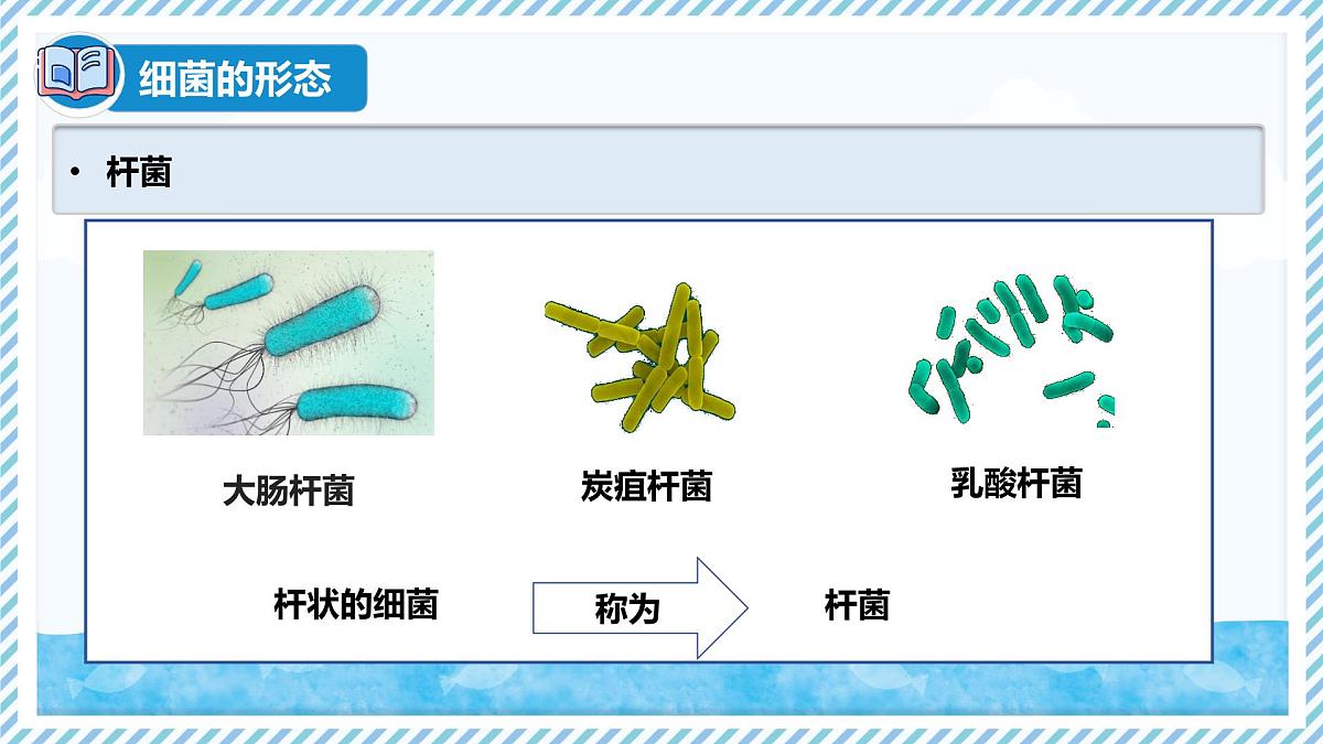 2.2.2细菌-第1课时（教学课件）——初中生物学冀少版（2024）七年级上册第7页