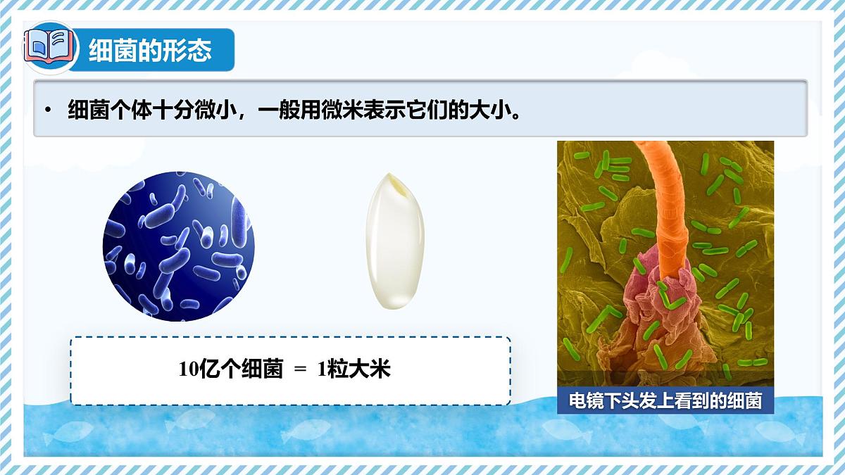 2.2.2细菌-第1课时（教学课件）——初中生物学冀少版（2024）七年级上册第8页