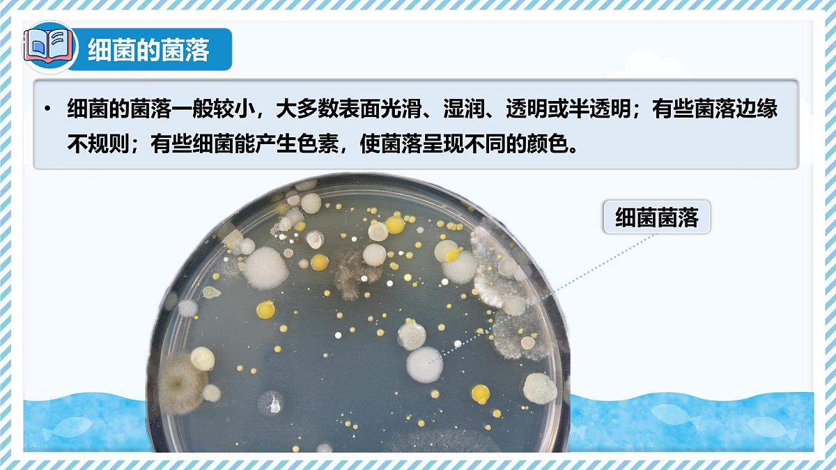 2.2.2细菌-第2课时（教学课件）——初中生物学冀少版（2024）七年级上册第5页