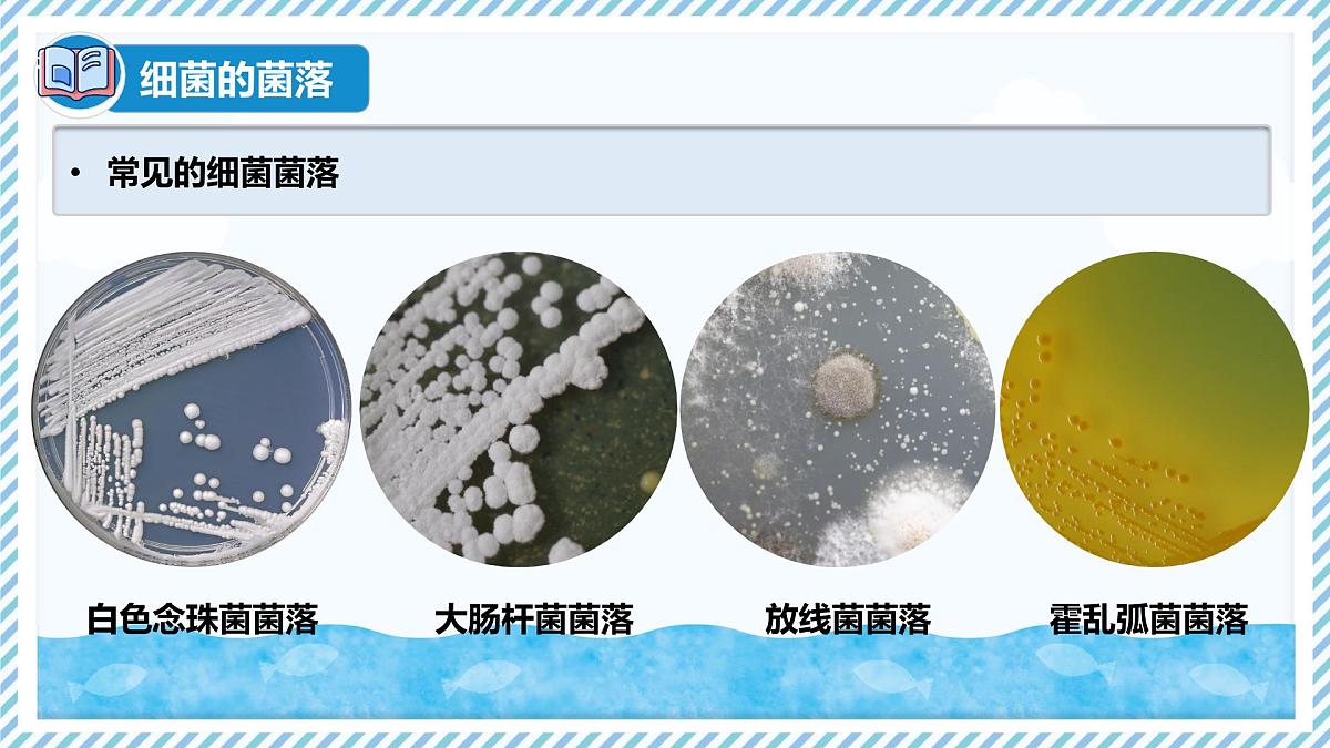 2.2.2细菌-第2课时（教学课件）——初中生物学冀少版（2024）七年级上册第6页