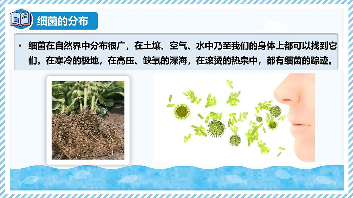 2.2.2细菌-第2课时（教学课件）——初中生物学冀少版（2024）七年级上册第7页