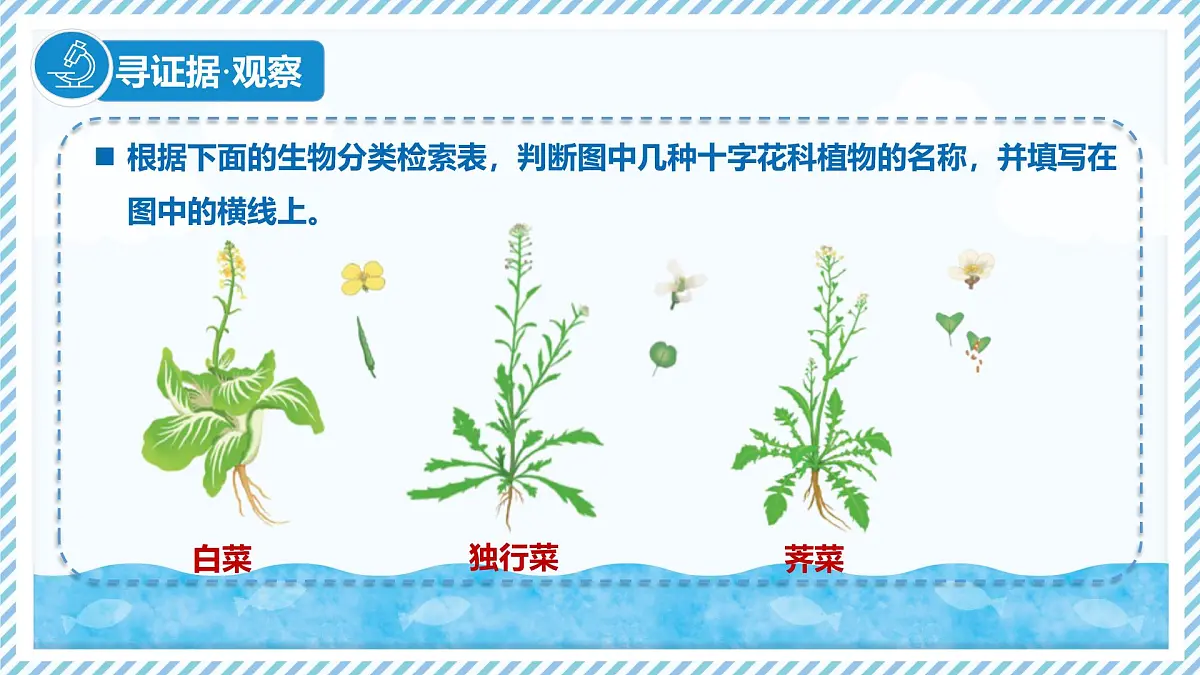 2.3.2生物的鉴别（教学课件）——初中生物学冀少版（2024）七年级上册第5页