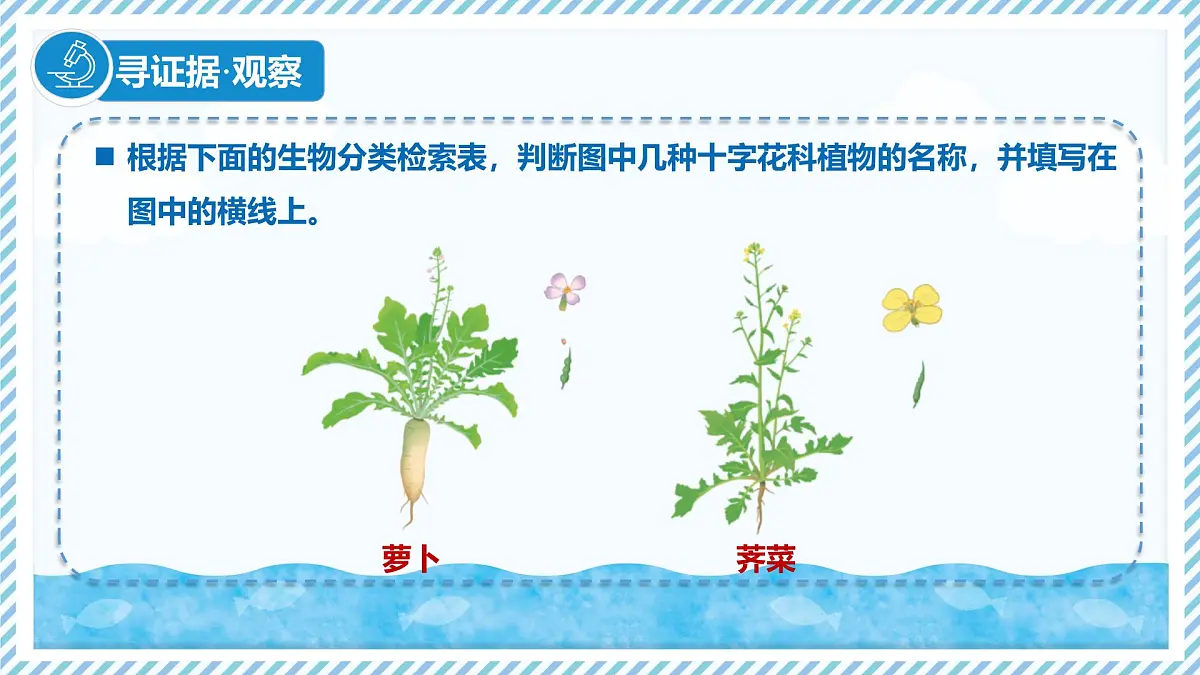 2.3.2生物的鉴别（教学课件）——初中生物学冀少版（2024）七年级上册第6页
