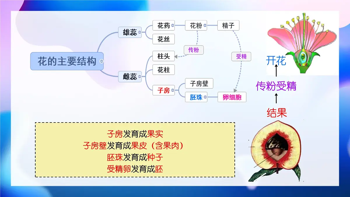 新人教版七下生物复习课件第4页