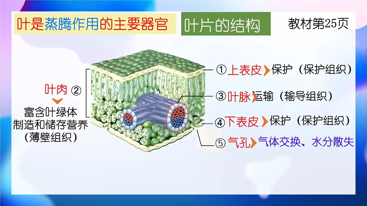 新人教版七下生物复习课件第5页