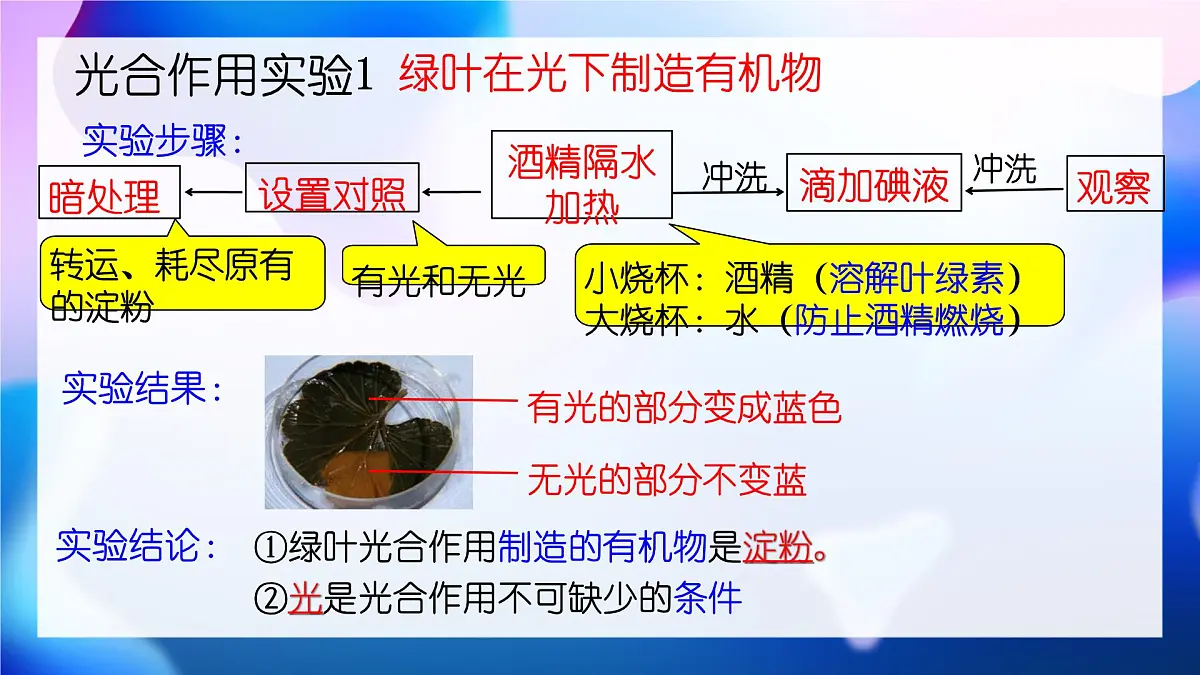 新人教版七下生物复习课件第6页