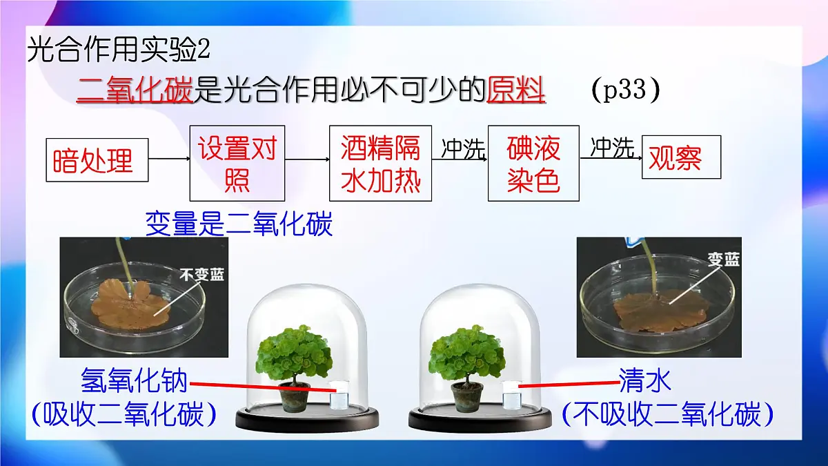 新人教版七下生物复习课件第7页