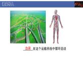 初中  生物  北師大版（2024）  七年級(jí)下冊(cè)4.7.1 血液 課件