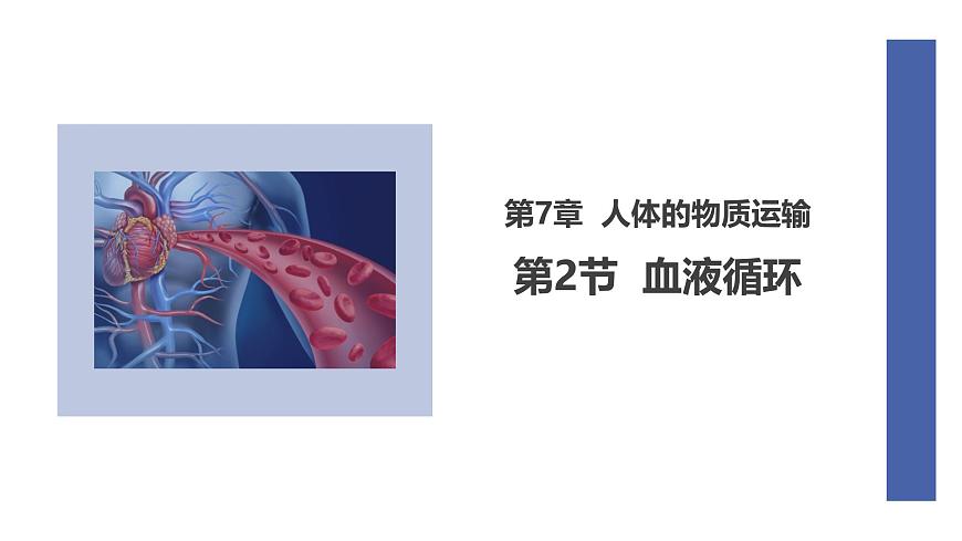 初中  生物  北师大版（2024）  七年级下册4.7.2 血液循环 课件第1页