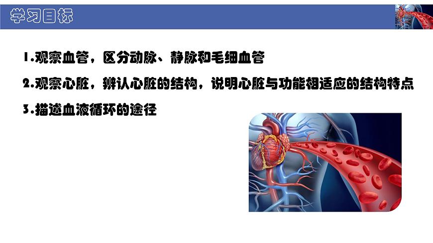 初中  生物  北师大版（2024）  七年级下册4.7.2 血液循环 课件第2页