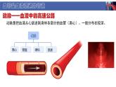 初中  生物  北師大版（2024）  七年級下冊4.7.2 血液循環(huán) 課件