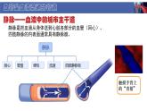 初中  生物  北師大版（2024）  七年級下冊4.7.2 血液循環(huán) 課件
